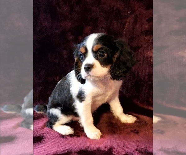 Medium Photo #3 Cavalier King Charles Spaniel Puppy For Sale in LAMAR, AR, USA