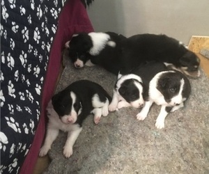 Border Collie Puppy for Sale in VIDOR, Texas USA