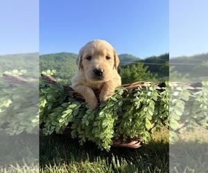 Golden Retriever Puppy for sale in ARARAT, VA, USA