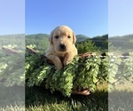 Image preview for Ad Listing. Nickname: Litter of 3