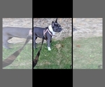 Small Photo #1 French Bulldog Puppy For Sale in COLUMBUS, GA, USA