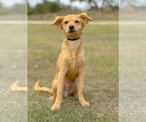 Colonial Cocker Spaniel-Unknown Mix Dogs for adoption in PIPE CREEK, TX, USA