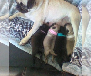 Pug Puppy for sale in OCONTO, WI, USA