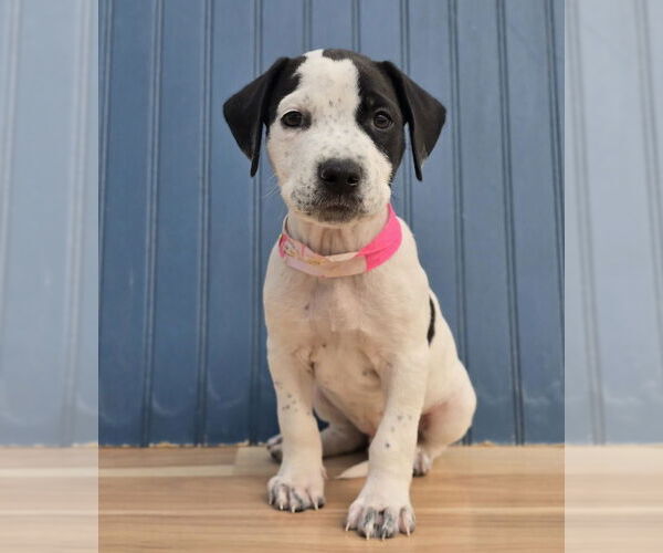 Medium Photo #4 American Staffordshire Terrier-Labrador Retriever Mix Puppy For Sale in Lakewood, CO, USA