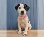 Small #3 American Staffordshire Terrier-Labrador Retriever Mix