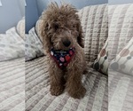 Small Photo #14 Goldendoodle (Miniature) Puppy For Sale in DURHAM, CT, USA