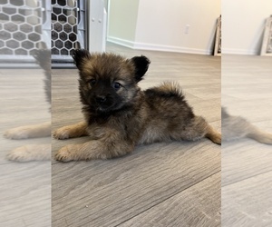 Chiranian Puppy for sale in PARAGON, IN, USA