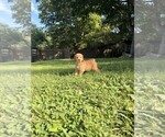 Small #15 Aussiedoodle