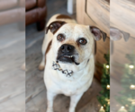 Logan - Male Bulloxer Dog for Adoption - Small photo