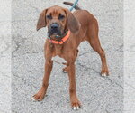 Small #2 Boxer-Redbone Coonhound Mix