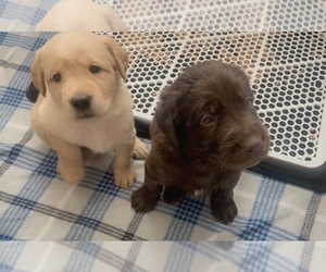 Labradoodle Puppy for sale in VACAVILLE, CA, USA