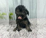 Small Photo #1 Yorkshire Terrier Puppy For Sale in GREENWOOD, IN, USA