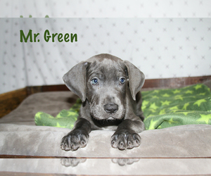 Great Dane Puppy for sale in ASTOR, FL, USA