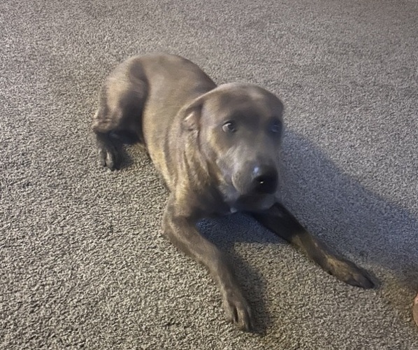 Medium Photo #1 Tennessee Treeing Brindle Puppy For Sale in PAW PAW, MI, USA