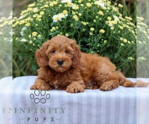 Goldendoodle (Miniature) Puppy for sale in EAST EARL, PA, USA