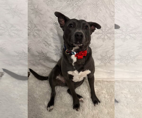 Medium Photo #7 American Pit Bull Terrier-Labrador Retriever Mix Puppy For Sale in Germantown, OH, USA