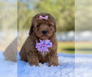 Goldendoodle (Miniature) Puppy for sale in FROSTPROOF, FL, USA