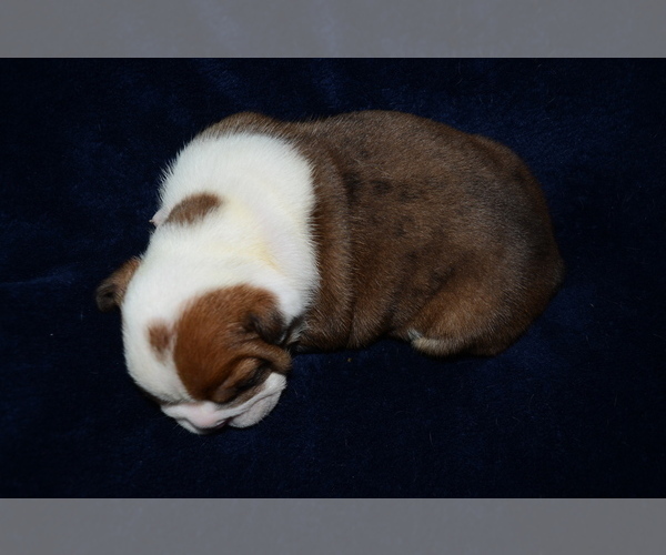 Medium Photo #4 Bulldog Puppy For Sale in HAMPTON, TN, USA