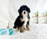 Small #1 Miniature Bernedoodle