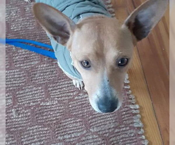 Medium Photo #3 Chihuahua-Unknown Mix Puppy For Sale in Alexandria, KY, USA