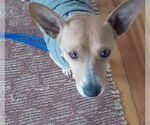 Small #2 Chihuahua Mix