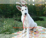 Small #6 German Shepherd Dog