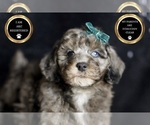 Small #4 Poodle (Toy)