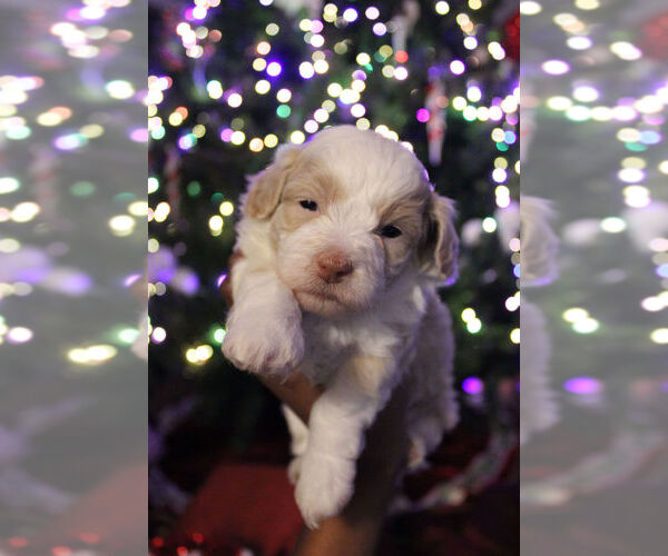 Medium Photo #4 Poovanese Puppy For Sale in LOUISVILLE, KY, USA