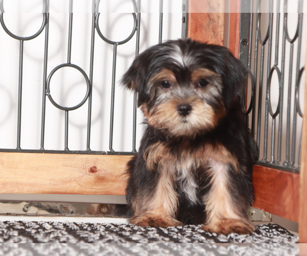 Medium Photo #3 Shorkie Tzu Puppy For Sale in NAPLES, FL, USA
