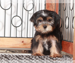 Small #2 Shorkie Tzu