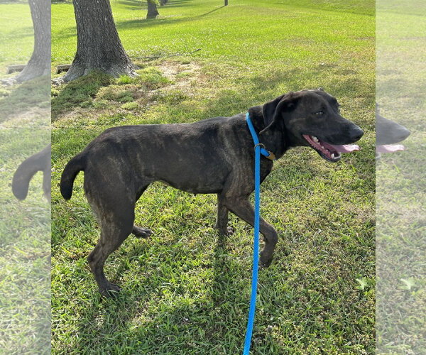 Medium Photo #1 Pointer-Unknown Mix Puppy For Sale in Monticello, MS, USA