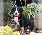 Small Photo #3 Greater Swiss Mountain Dog Puppy For Sale in RONKS, PA, USA