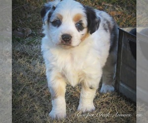 Miniature Australian Shepherd Puppy for sale in SMITHVILLE, AR, USA