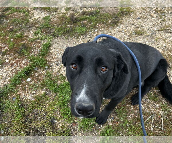 Medium Photo #6 Labrador Retriever-Unknown Mix Puppy For Sale in San Diego, CA, USA