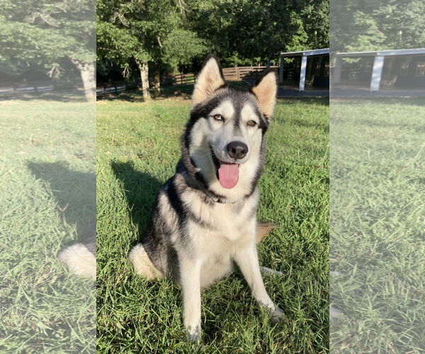 Medium Photo #1 Siberian Husky Puppy For Sale in Cumming, GA, USA