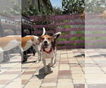 Small #4 Beagle