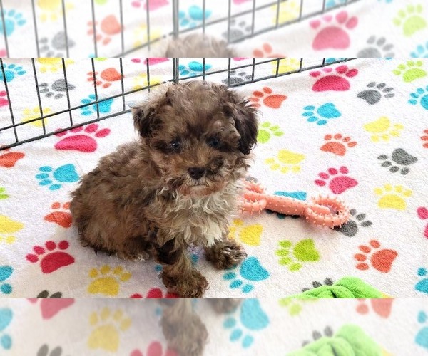 Medium Photo #7 Poodle (Toy) Puppy For Sale in ORO VALLEY, AZ, USA