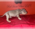 Small #1 American Bully