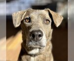 Small Photo #8 Plott Hound Puppy For Sale in Kanab, UT, USA