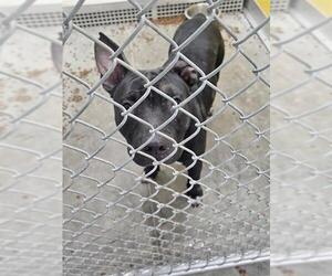 American Pit Bull Terrier Dogs for adoption in Temple, TX, USA