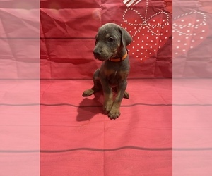 Doberman Pinscher Puppy for sale in TYLER, TX, USA