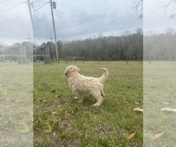 Medium Photo #3 Goldendoodle Puppy For Sale in MILLRY, AL, USA