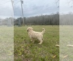 Small Photo #3 Goldendoodle Puppy For Sale in MILLRY, AL, USA