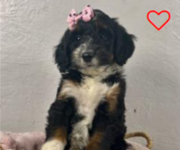 Medium Photo #1 Miniature Bernedoodle Puppy For Sale in SHREVE, OH, USA