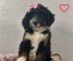 Small Photo #1 Miniature Bernedoodle Puppy For Sale in SHREVE, OH, USA