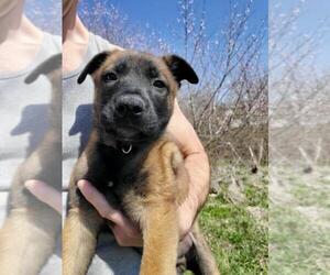 Belgian Malinois Puppy for sale in DIXON, MO, USA