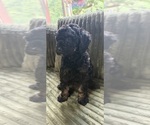 Puppy Cirie Aussiedoodle