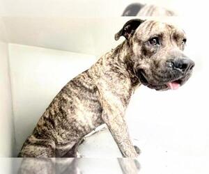 Mutt Dogs for adoption in Houston, TX, USA