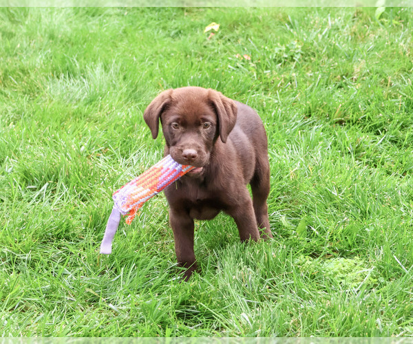 Medium Photo #5 Labrador Retriever Puppy For Sale in SYRACUSE, IN, USA