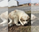 Small Photo #2 Great Pyrenees Puppy For Sale in CANOGA, NY, USA